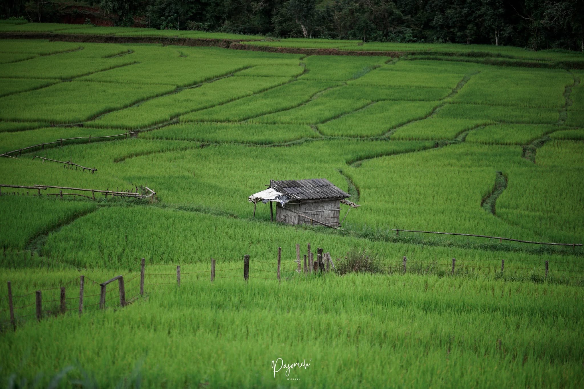 นาขั้นบันได